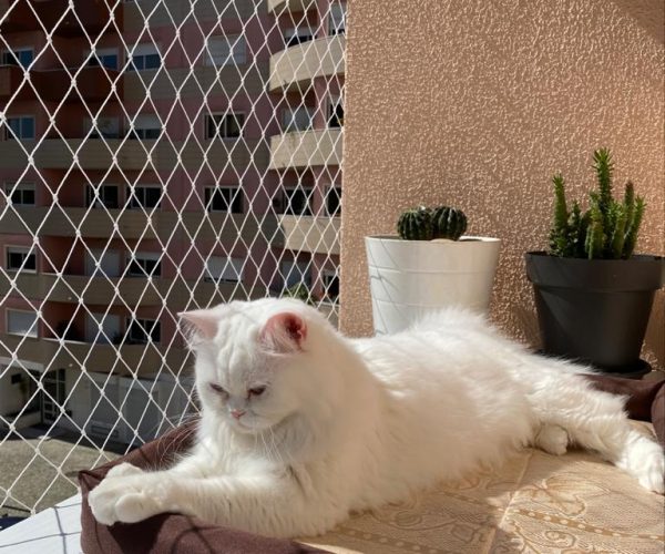 53135b11-148c-4820-b9e5-766aa950dc91