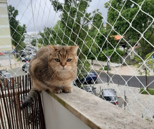 WhatsApp Image 2020-05-13 at 14.56.55 (1)